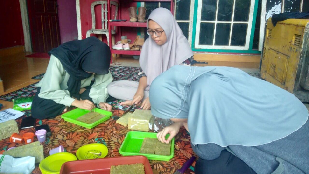 Tanaman Hidroponik