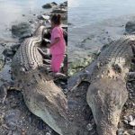 Penemuan Buaya Raksasa