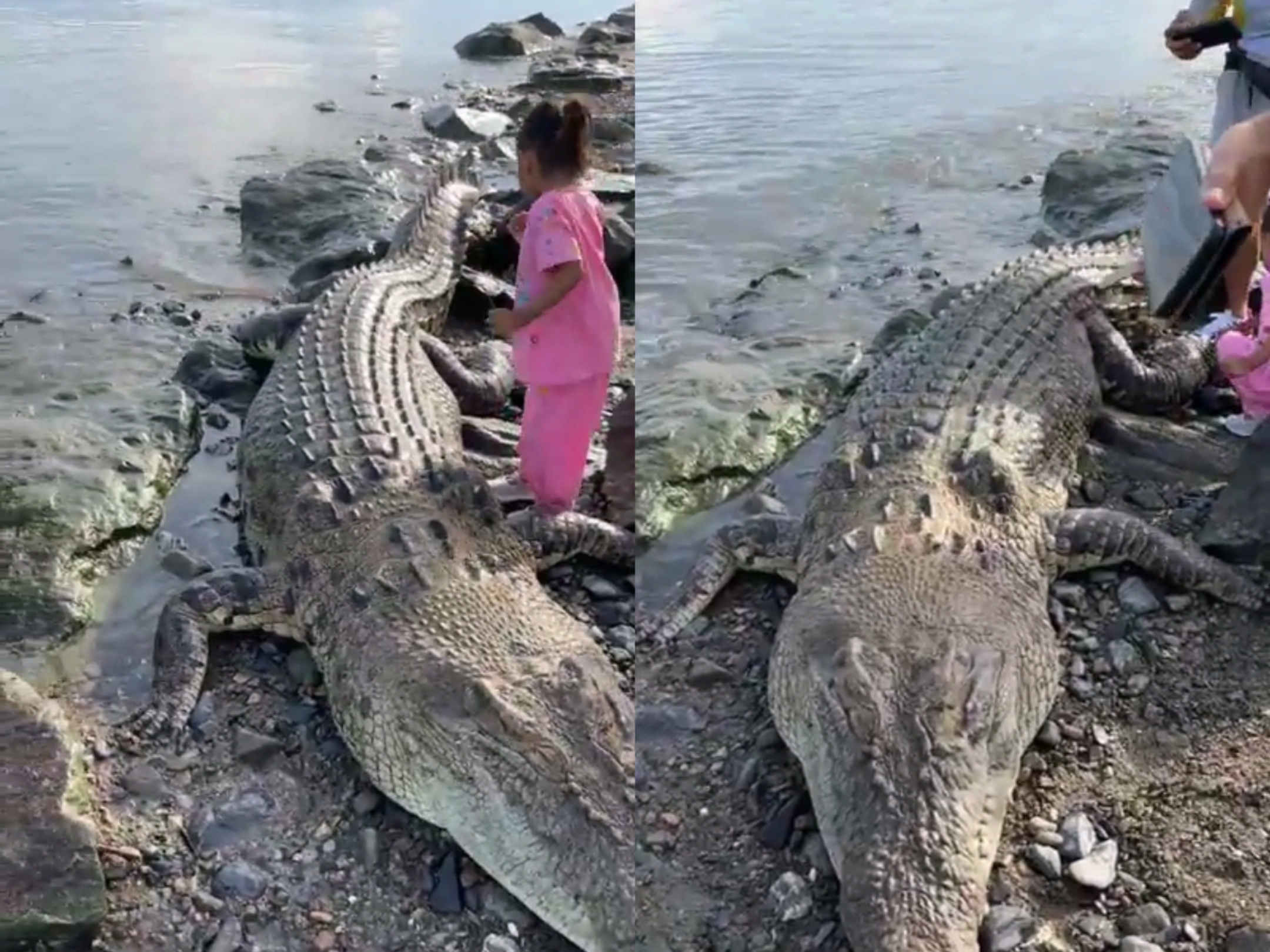 Penemuan Buaya Raksasa